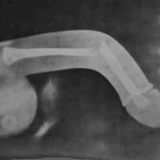 Avatar of user named "birdmann"