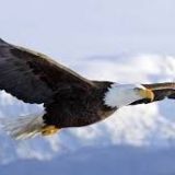 Avatar of user named "cucciolotto69"