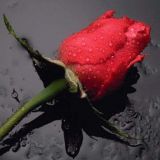 Avatar of user named "helpcat"