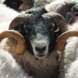 Avatar of user named "Mackbeedle"