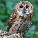 Avatar of user named "bubbacheek"