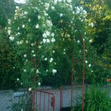 Avatar of user named "HotSauce74"