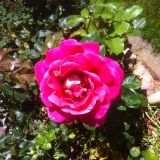 Avatar of user named "hpti"