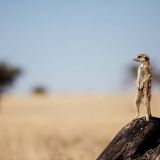 Avatar of user named "lelecheurfou"