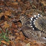 Avatar of user named "scolopaxx"