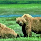 Avatar of user named "alphawill"