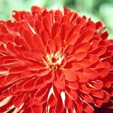 Avatar of user named "PaarGermering"