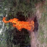 Avatar of user named "Tommy2horny"