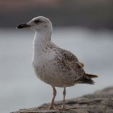 Avatar of user named "emilegold"