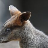 Avatar of user named "Castor2005"