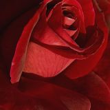 Avatar of user named "walrus5"