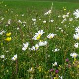 Avatar of user named "ovavy"