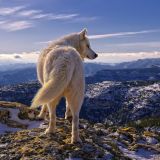 Avatar of user named "froyland"