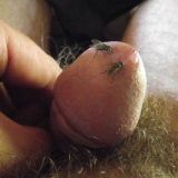 Avatar of user named "loveflies"