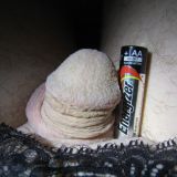 Avatar of user named "teeny_peny"