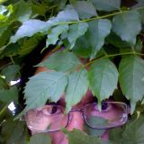 Avatar of user named "ctdave"