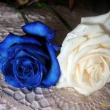 Avatar of user named "hornyball"