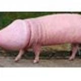 Avatar of user named "SurreBurre"