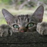 Avatar of user named "Hoffiwood"