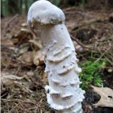 Avatar of user named "ophallique"