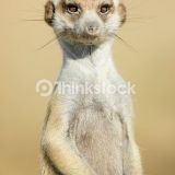 Avatar of user named "patch65"