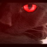 Avatar of user named "RedKitten"