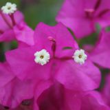 Avatar of user named "minipee"