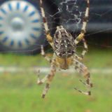 Avatar of user named "roffns"