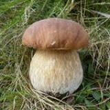 Avatar of user named "s3ira"