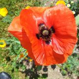 Avatar of user named "8Del8"