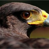 Avatar of user named "mn511"