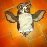 Avatar of user named "kitkarson"