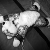 Avatar of user named "Wonderdog"