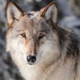 Avatar of user named "tstplt"