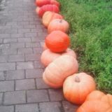 Avatar of user named "prinsje"