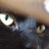 Avatar of user named "sensitiva"