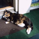 Avatar of user named "lindo71"