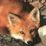 Avatar of user named "Sly_Fox"