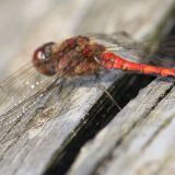 Avatar of user named "Impuls"