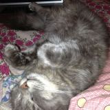 Avatar of user named "didivdb"