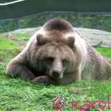 Avatar of user named "ecord"